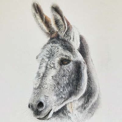 Donkey - coloured pencils