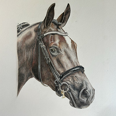 Horse - coloured pencils